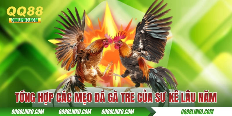 Mẹo Đá Gà Tre - Cách Chọn Cá Thể Tốt Và Chăm Sóc Đúng Cách 3 Tổng hợp các mẹo đá gà tre của sư kê lâu năm